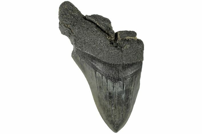 Partial, Fossil Megalodon Tooth - South Carolina #170609